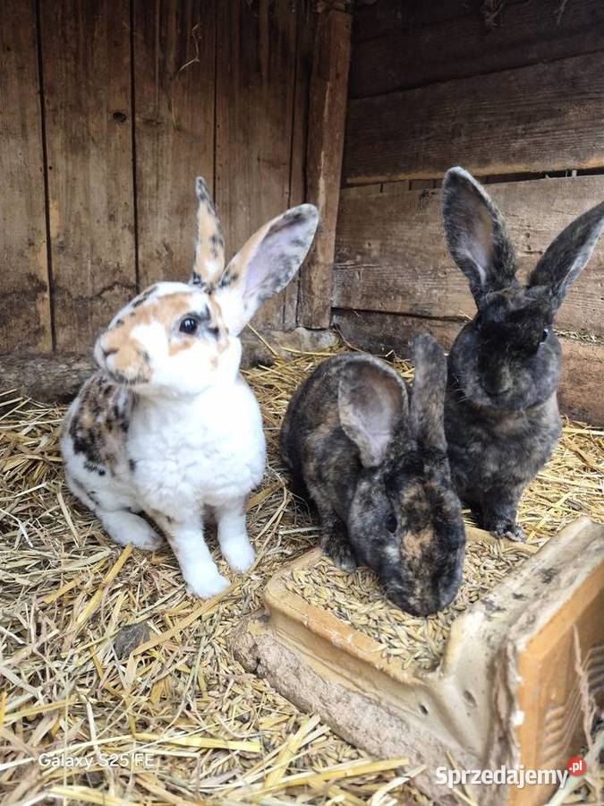 Rex trójbarwny samce Dylągowa