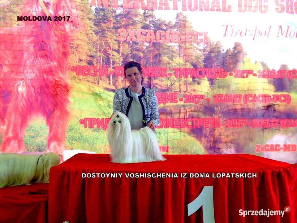 maltańczyk koreańska lalka 25 rodowód FCIZKwP Chojnice