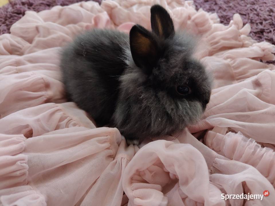 Królik miniaturka karzelek Teddy