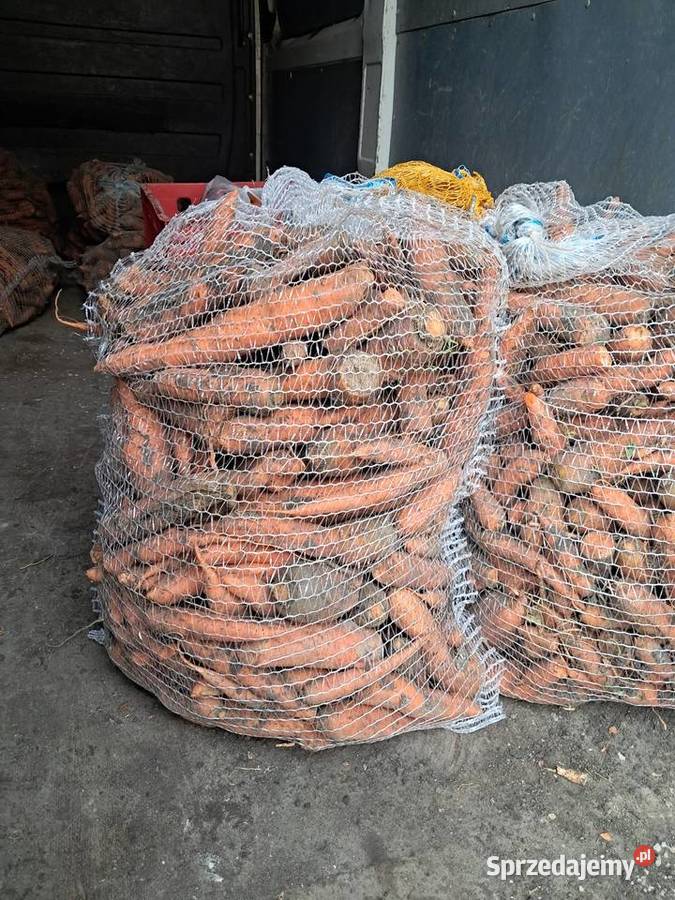 Marchew paszowa odpadowa Rośliny przemysłowe Pińczów