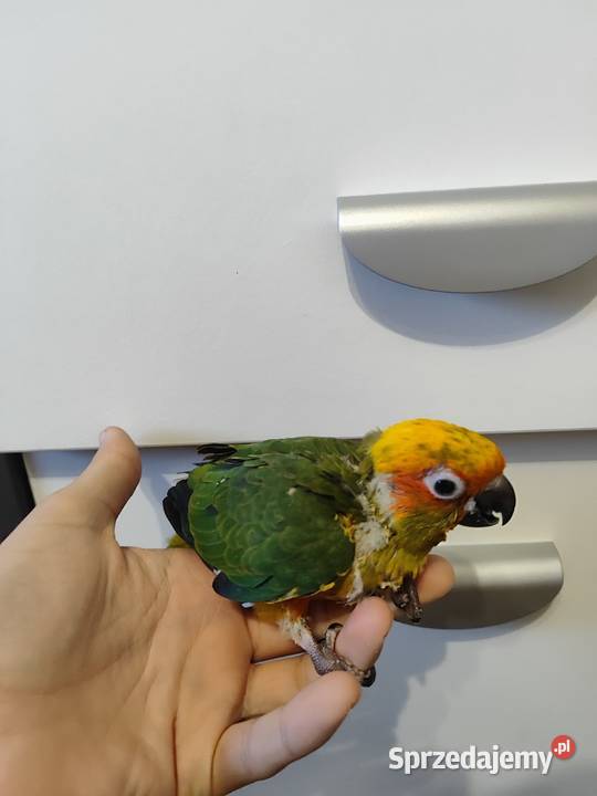 Papugi ręcznie karmione Kraków