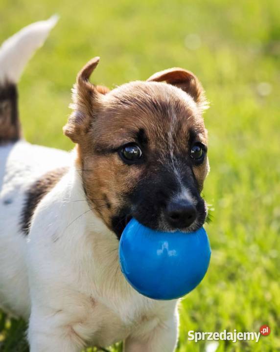 Suczka Jack Russell Terrier FCI szuka domu jako