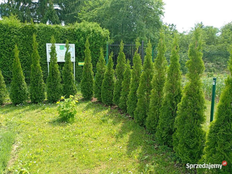 Sprzedam działkę ROD lubelskie Świdnik sprzedam