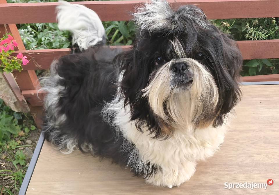 Shih tzu piesek FCI dolnośląskie Wałbrzych sprzedam