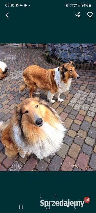 Owczarek Szkockie Collie szczeniaki Radom