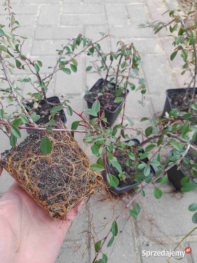 Irga płożąca na skarpy Rzeszów