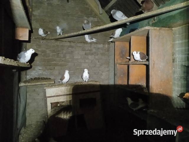 Gołębie mewki Gorzkowice sprzedam