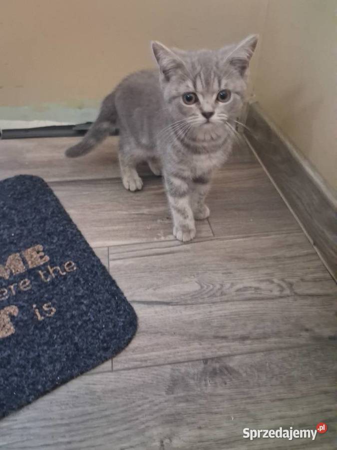 Kotki brytyjskie krótko wlose śląskie Mikołów