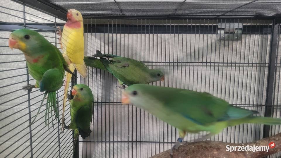 Papugi barabandy Ptaki