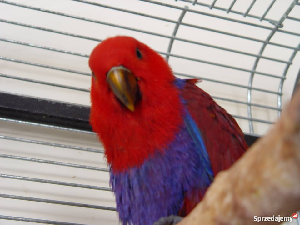 Lora Wielka Ptaki Niepołomice sprzedam