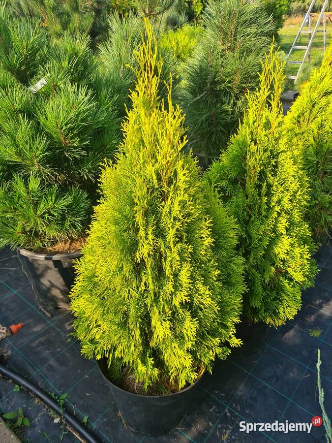 Thuja Golden Globe 6080 złota kula Szkółka Rydzyny