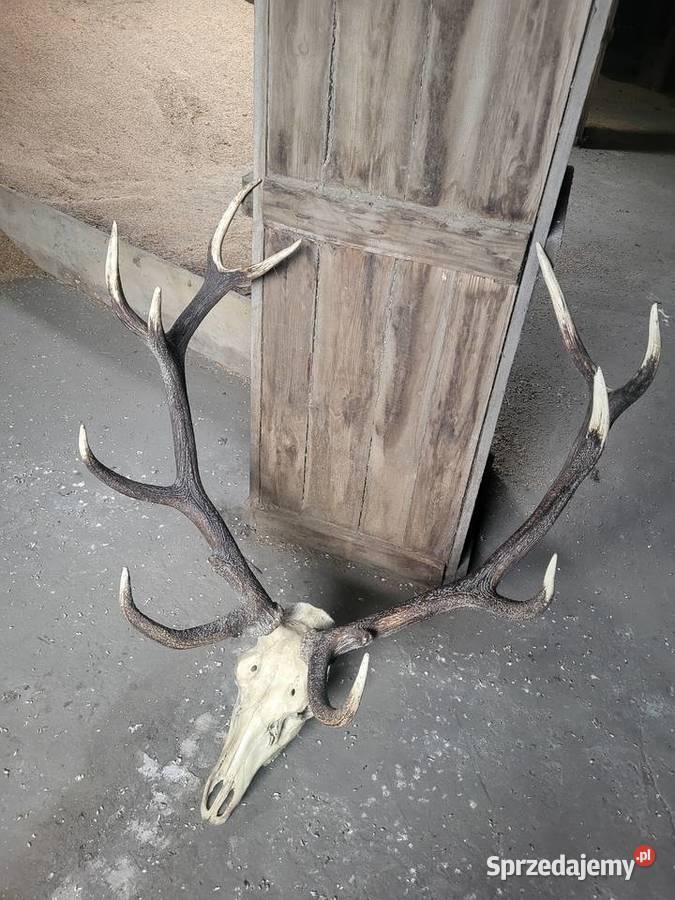 Poroze jelenia 77 ładne Barcin