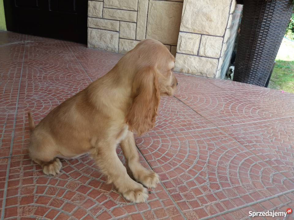 Cocker spaniel szczeniaki lubelskie Rybczewice Drugie sprzedam