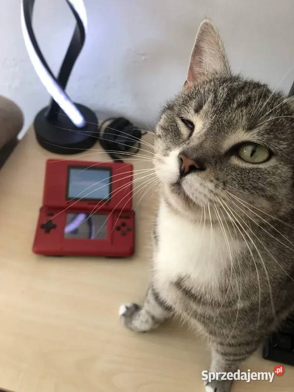Nintendo DS fat akcesoria Trzcianka