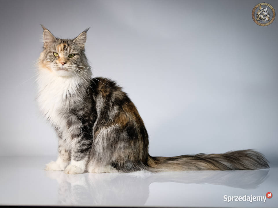 Gaston cudowny przystojniak kocurek maine coon Warszawa