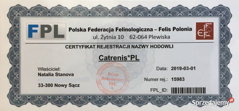 BRONSON Słodki Miniaturowy Perski Kocurek małopolskie