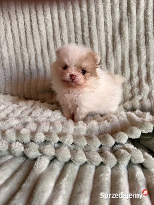 Szpic miniaturowypomeranian śląskie