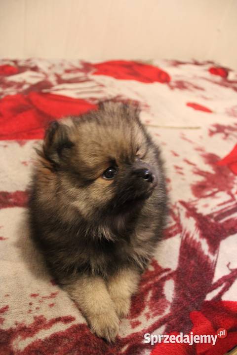 Szpic miniaturowy pomeranian nietypowy kolor Kaliska sprzedam