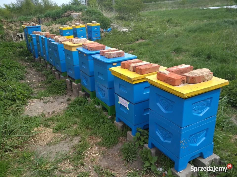 Miód lipowy z własnej pasieki