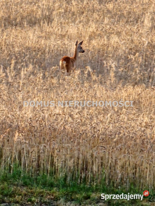 Grunt 1500m2 Tworzyjanki szambo Sprzedaż łódzkie