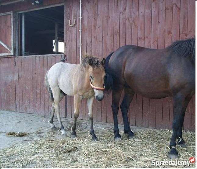 KUC Walijski KOŃ odsadek śliczny tarant Żnin