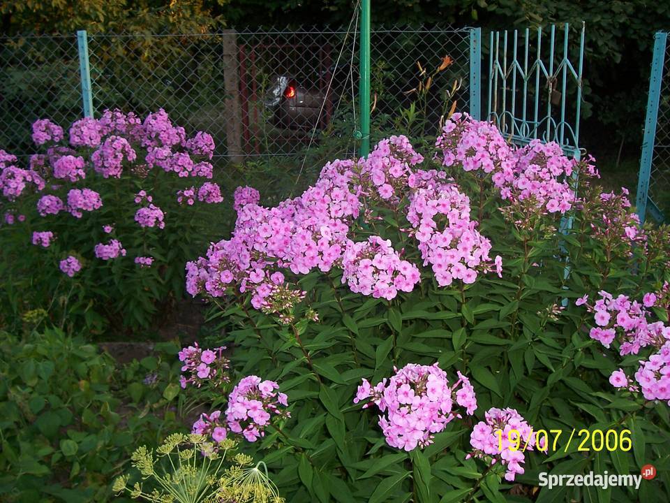 Sprzedam działkę ROD Jaroszówka Białystok sprzedam