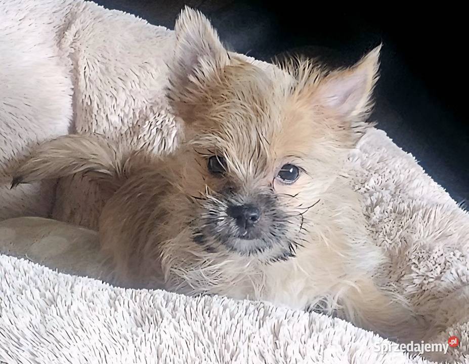 Yoreczka mała blondyneczka York Częstochowa sprzedam