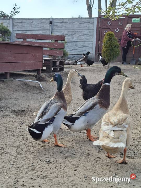 Kaczor biegusa dworki mazowieckie Łochów