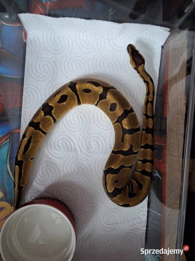 Pyton królewski classic samica Warszawa