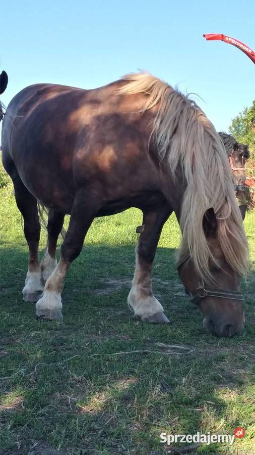 Kobyła żrebna lubelskie Ujazdów sprzedam