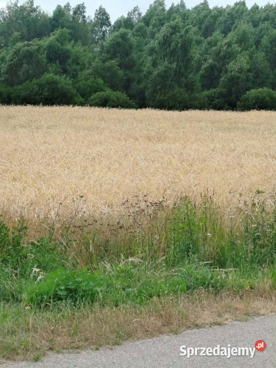 Działka z lasem i sadzawką teren z potencjałem Sprzedaż
