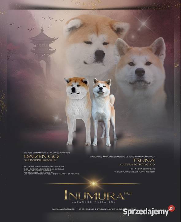 Akita japońska akita inu czerwony samiec ZKwP Częstochowa