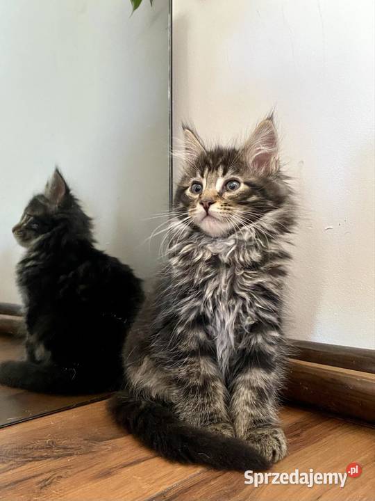 Maine Coon Kot Klasycznie Pręgowany 5 świętokrzyskie Daleszyce