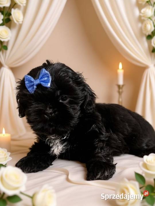 Śliczny piesek rasy ShihTzu szuka domku Shih Tzu Namysłów