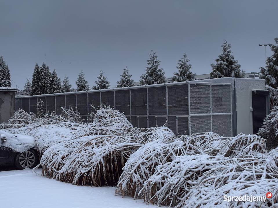Amazonka żółtolica samiec 2023r DNA Koło