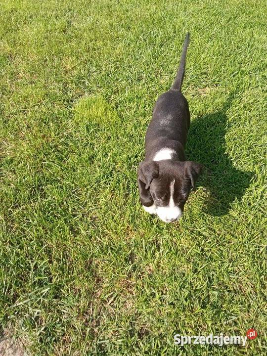 Suczka rasy pitbull mazowieckie