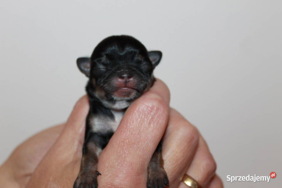 Chihuahua suczka ZKwP FCI Prawdziwy rodowód Chihuahua Świnoujście