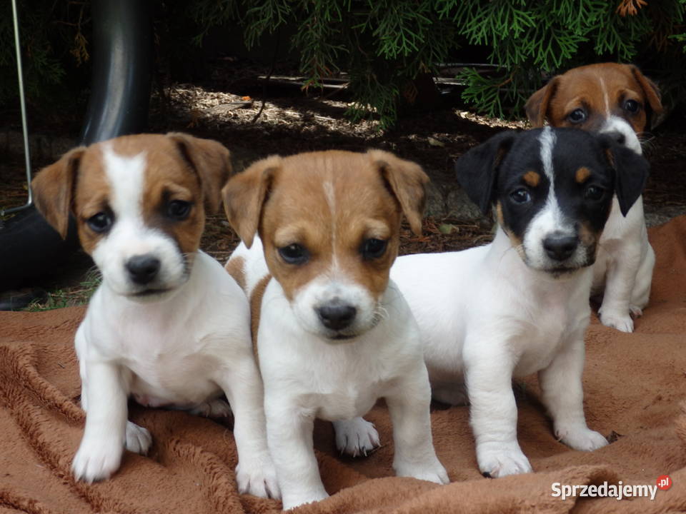 JACK RUSSELL TERRIER szczenięta wkrótce odbiór Bełchatów sprzedam