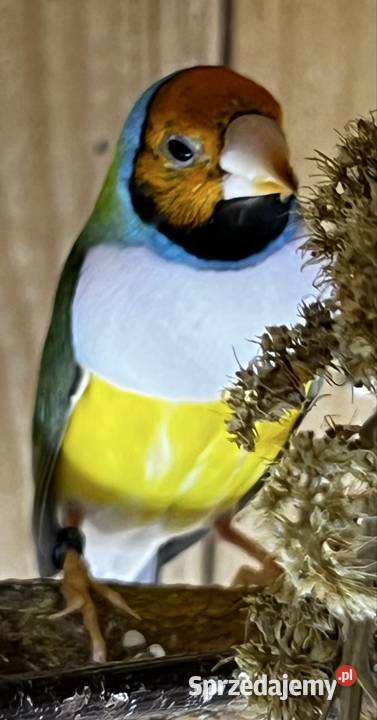 Amadyna wspaniała samiczka 2025r Ruda Śląska sprzedam