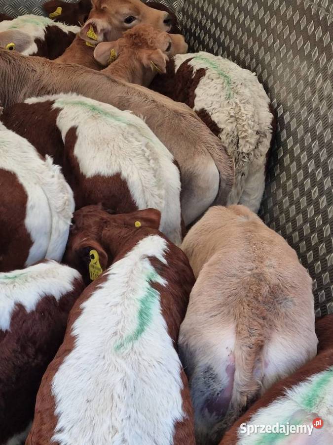 Sprzedaż cieląt mięsnych I mieszańcy waga 70 do