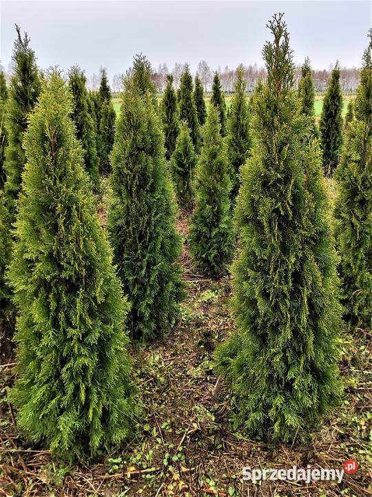 TUJA SZMARAGD 8 60150 Gęste kopane z gruntu