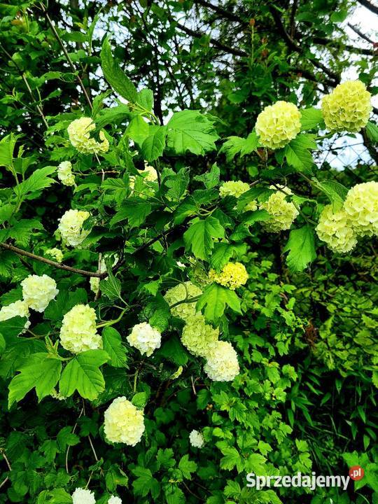 Kalina koralowa doniczka XXL Brzeziniec