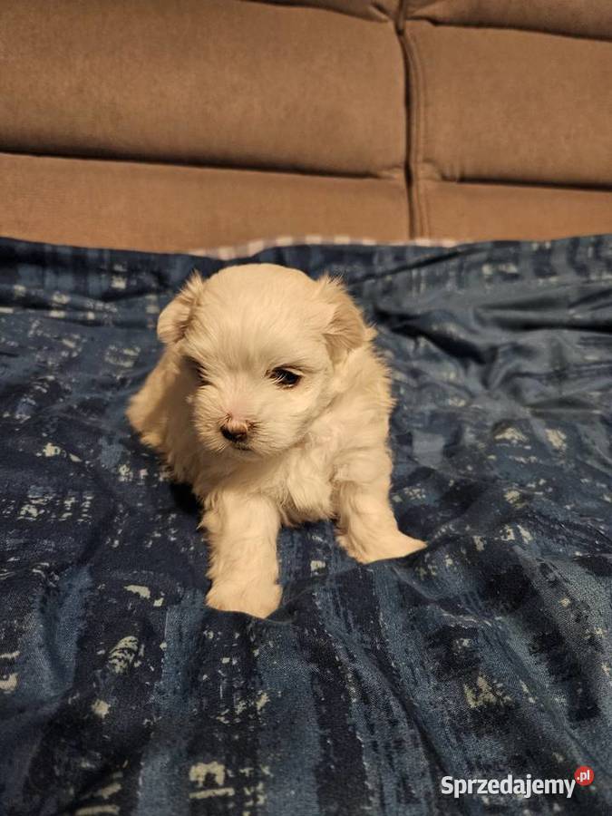 Suczka samiec rasy maltańczyk ur 25112025 gotowe Bielsko-Biała sprzedam