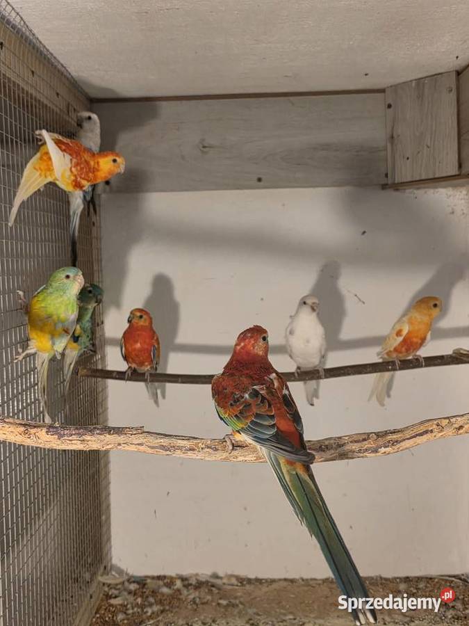 Świergotki i modrolotki Ptaki