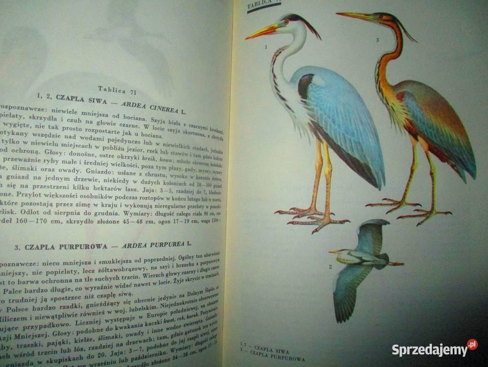 Ptaki Polski JSokołowski ptaki atlas fauna biologia, ekologia Łódź sprzedam