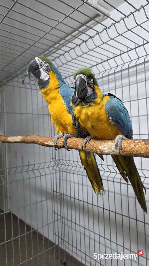 Ara ararauna