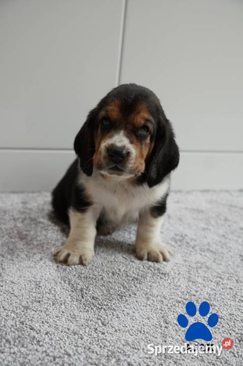 Basset hound szczeniak Basset Hound