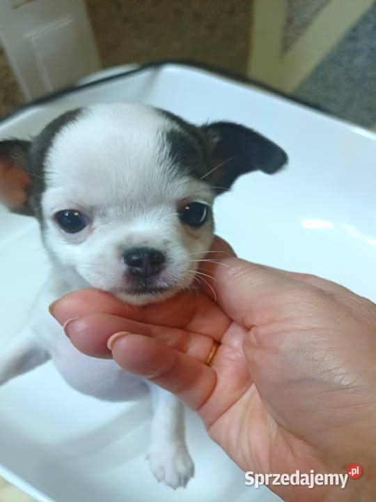 Biała Zjawiskowa Dziewczynka Chihuahua