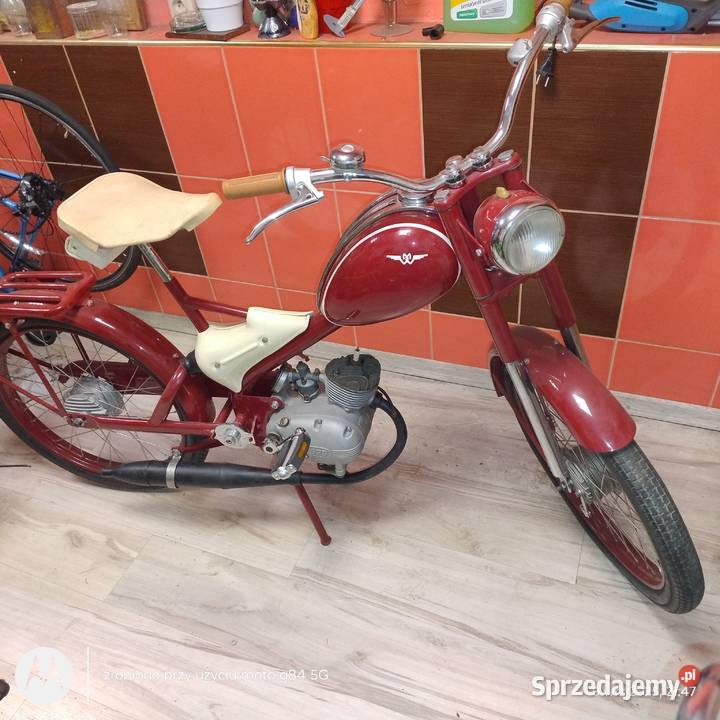 Ryś Pozostałe Oława