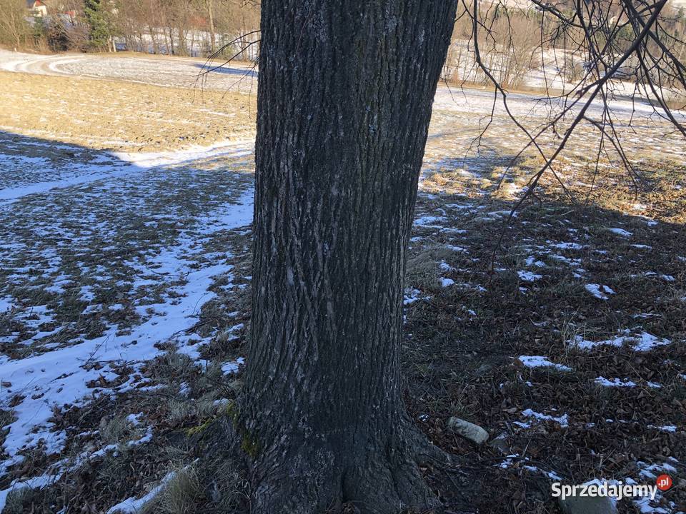 Sprzedam lipę Limanowa